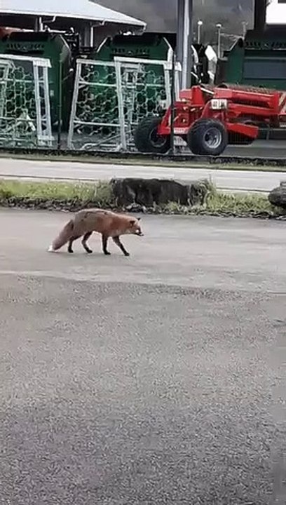 Une renarde visiblement empoisonnée à Saône