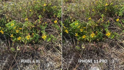 Pixel 4 XL vs iPhone 11 Pro CAMERA Test Comparison