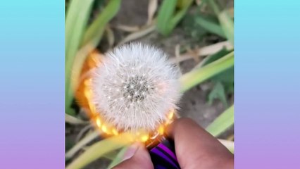 Oddly Satisfying Video that Makes You Feel Comfort Before Sleep ▶35