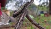 Botswana's edible caterpillars decimated by drought