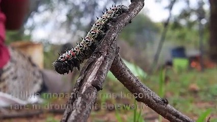 Botswana's edible caterpillars decimated by drought