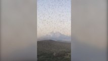 Después de la tormenta, las langostas llegaron al este de África