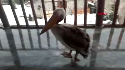 Göç yorgunu pelikan korumaya alındı