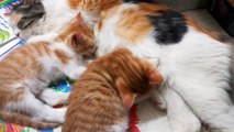 Caring Mother Cat Breastfeeding Her Babies