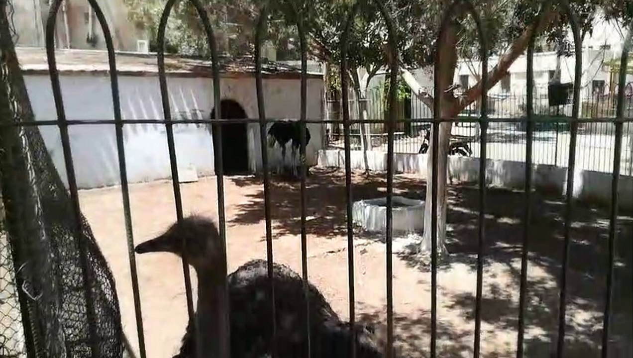 African Ostrich Reactions Towards Zoo Visitors