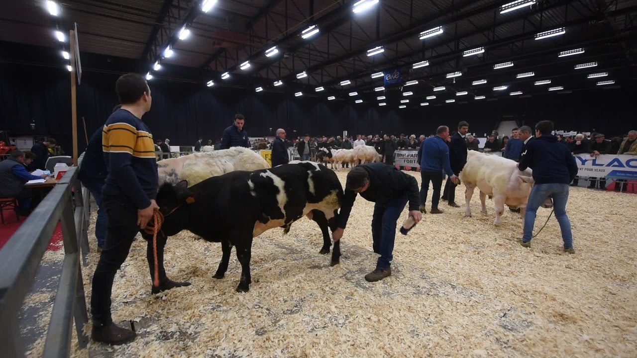 Concours de BBB ( Blanc, Bleu, Belge ) à Ciney (3)