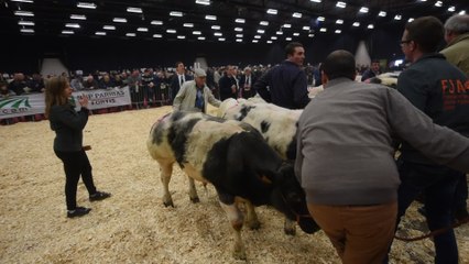 Concours de BBB ( Blanc, Bleu, Belge ) à Ciney (4)