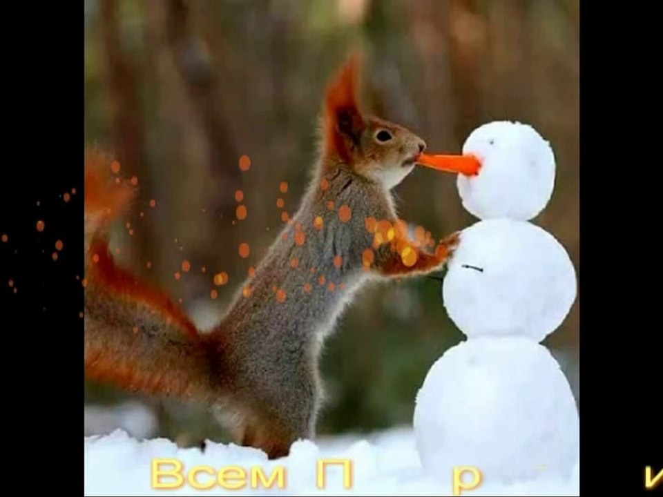 Ces écureuils sont inimitables - vous pouvez regarder à l'infini Lovely squirrels