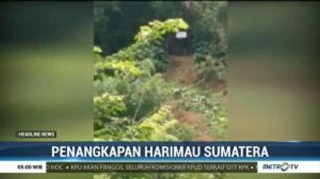 Resahkan Warga, Tim Satgas Gabungan Berhasil Tangkap Harimau di Muara Enim