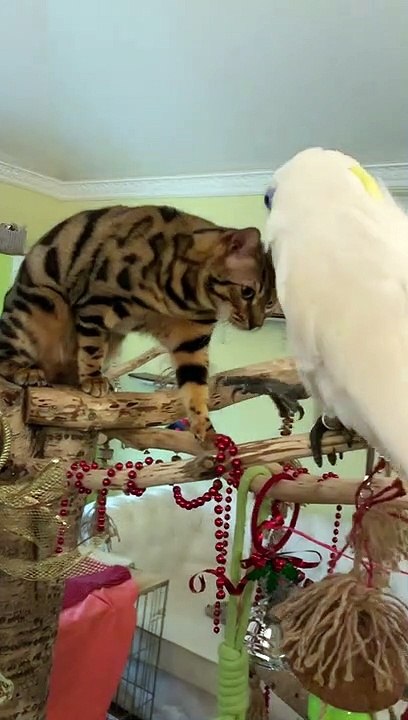 Cat Climbs onto Perturbed Parrot's House