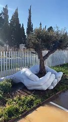 Man Creates Beautiful Sculpture around Olive Tree