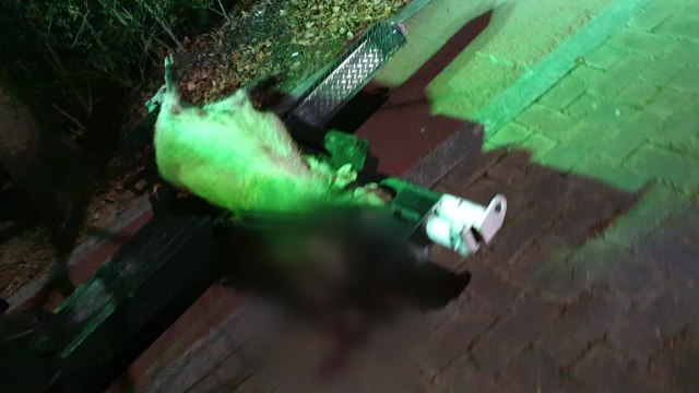 대구 이천동 도로서 멧돼지 6마리 출몰 / YTN