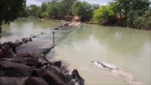 Un crocodile surgit de nulle part pour voler la prise d'un pecheur