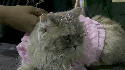 고양이의 '패션쇼'...인도 반려동물 페스티벌 / YTN