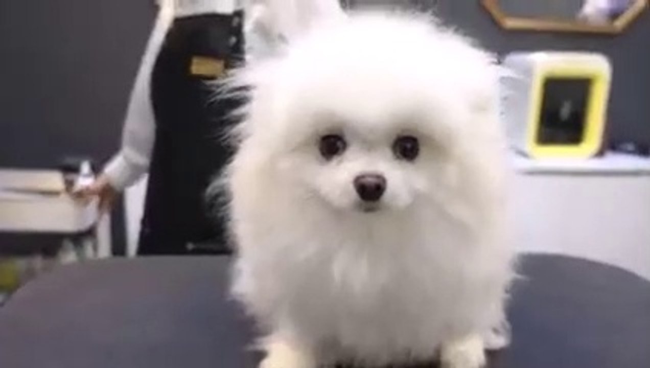 Dog Pet Puppy Pomeranian Grooming Teddy bear style