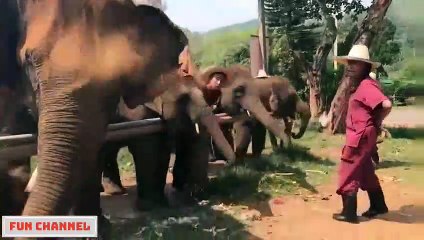 Videos De Risa 2020 Nuevos Y Mas Divertidos Videos Animales Graciosos Fun Channel #11