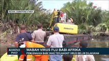 Penyebaran Wabah Firus Flu Babi di Sumatera Terus Meluas