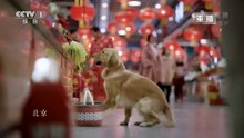 [2018央视春晚]公益广告家国兴旺字幕版