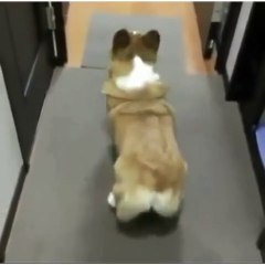 Twerking by Dog