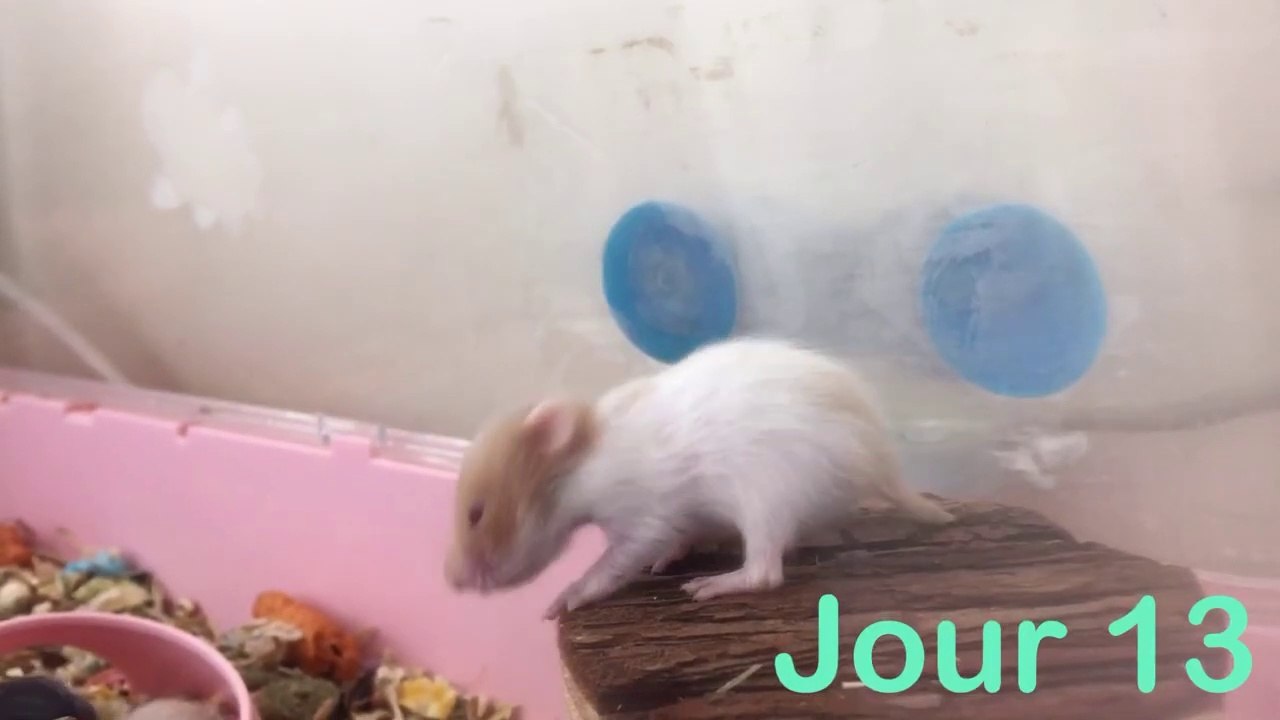 Trop Mignons Bebes Hamsters De Leur Naissance A Leur Sevrage Evolution Croissance Video Dailymotion