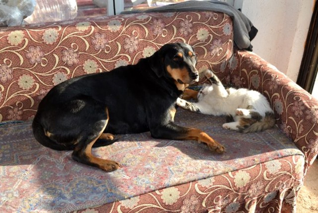 Kedi ile köpeğin dostluğu görenleri şaşırtıyor