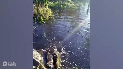Crocodile Leaps From Water In Central Florida