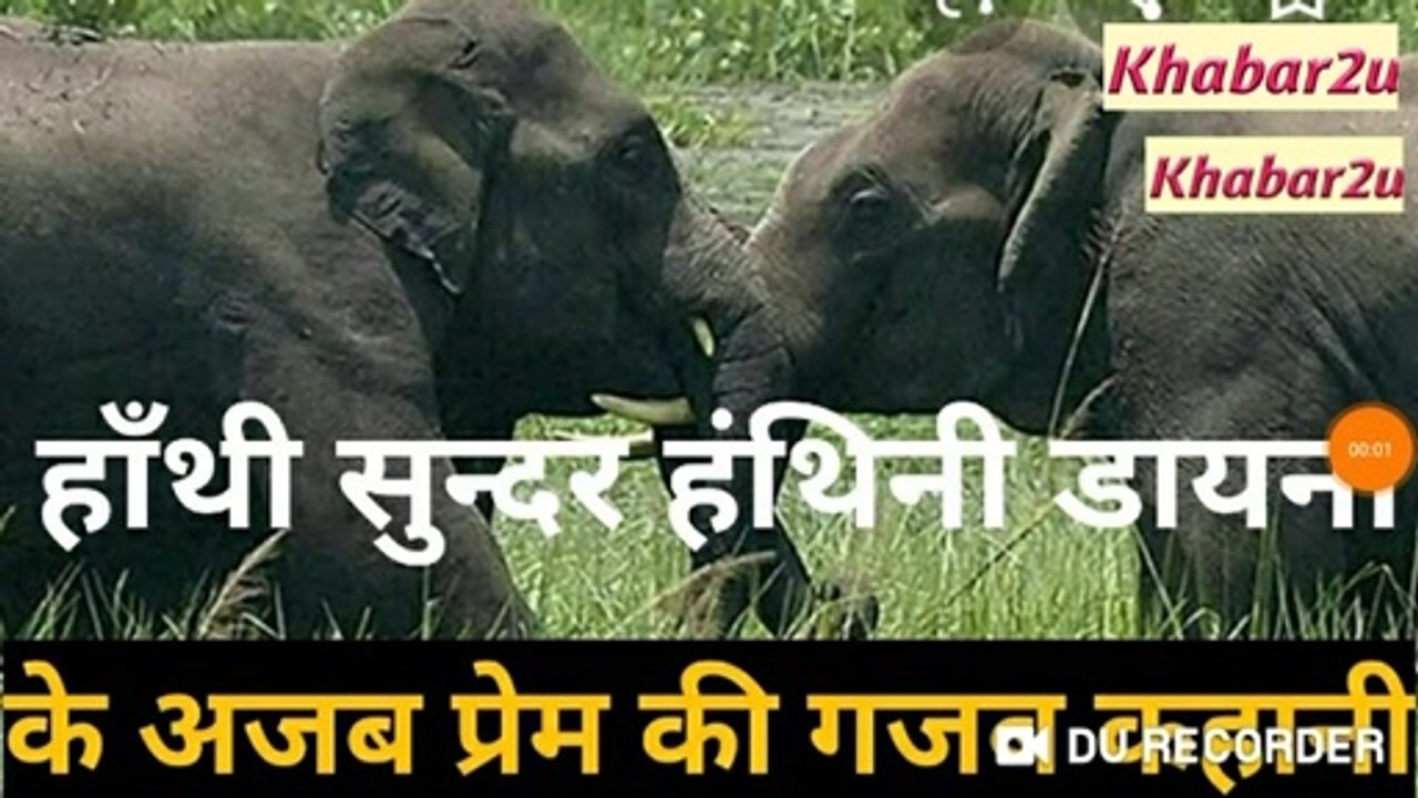 Amazing story of amazing love of Hathi Sundar and Hanthini Diana || Khabar2u