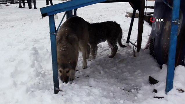 Başkale'de yiyecek arayan aç kurtlar sokak köpeğini parçaladı