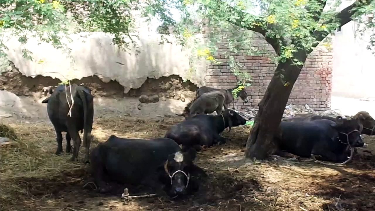 Donkey meating |try fast time | in villegy  | by geo animal planet