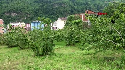 Fındıkta 'küresel ısınma' tehdidi