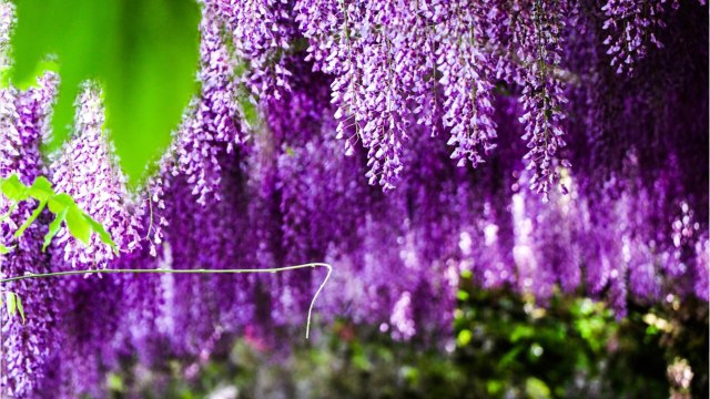 Vos Questions Jardin: Tailler ses glycines
