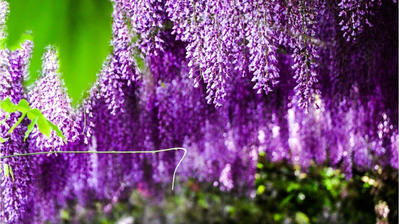 Vos Questions Jardin: Tailler ses glycines