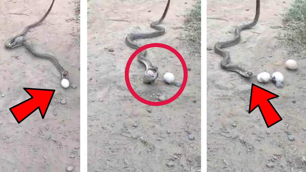 A Snake spits eggs | விழுங்கிய முட்டையை மீண்டும் துப்பும் பாம்பு ! வைரல் வீடியோ
