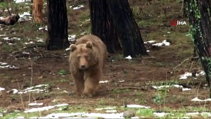 Ayıları kış uykusu tutmadı