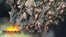 Monfort Bat Cave | Matanglawin