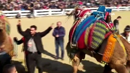 38. Uluslararası Devecilik Festivali’ne binlerce kişi akın etti