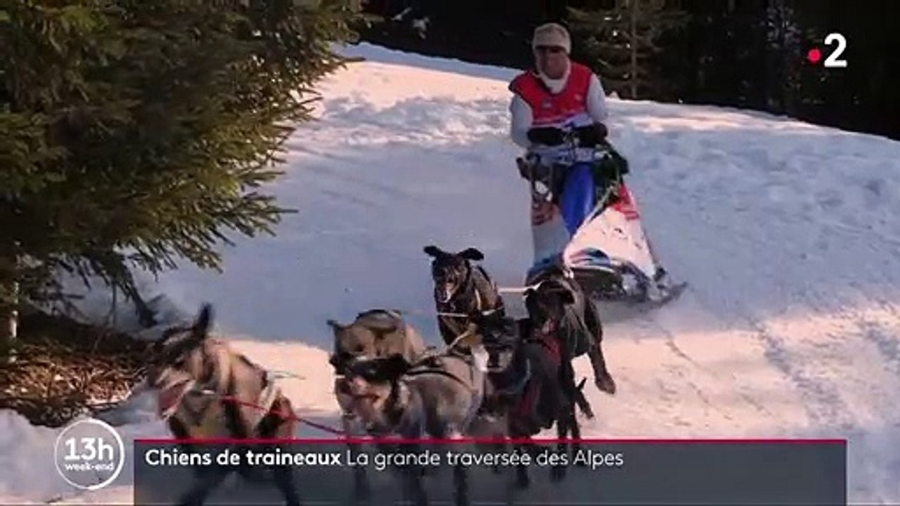 Chiens de traîneaux : 55 attelages, 400 km, la grande traversée des Alpes