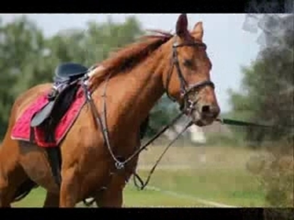 Parc Equestre Des Sablons