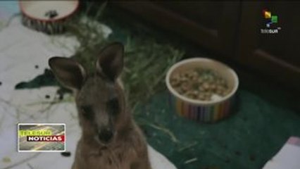 Australia: pese a lluvias, siguen en activo 100 incendios