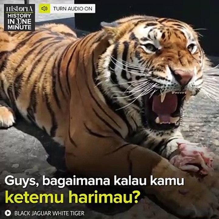MERAMPOG MACAN