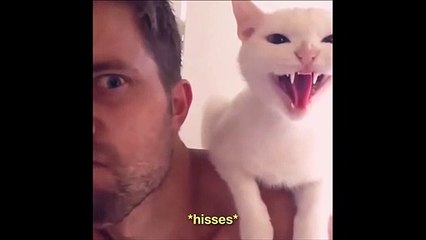 Voici le chat le plus énervé du monde