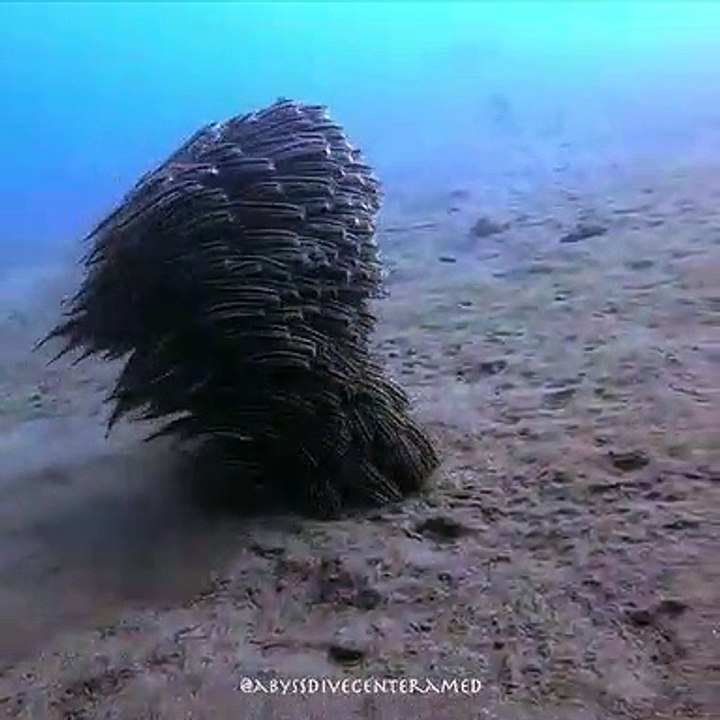 Laissez-vous hypnotiser par ce banc de poissons-chats rayés... magnifique