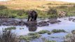 Cet éléphant venu boire se retrouve entouré d'hippopotames