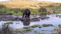 Cet éléphant venu boire se retrouve entouré d'hippopotames