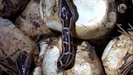 Assistez à la naissance de serpents qui sortent de l'oeuf
