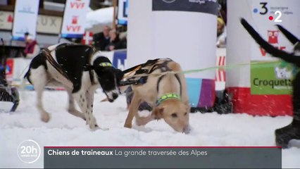 Chiens de traîneaux : la grande traversée des Alpes