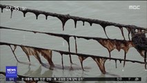 겨울바다 불청객 '보라털'…김 양식장 위협