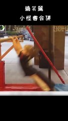 狗万小怪兽合集（十）