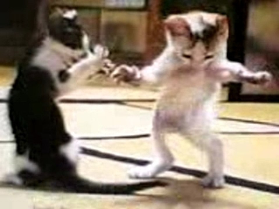 Le chat qui danse