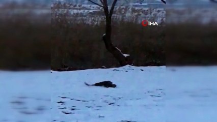 Su samurlarının kavgası kameraya yansıdı